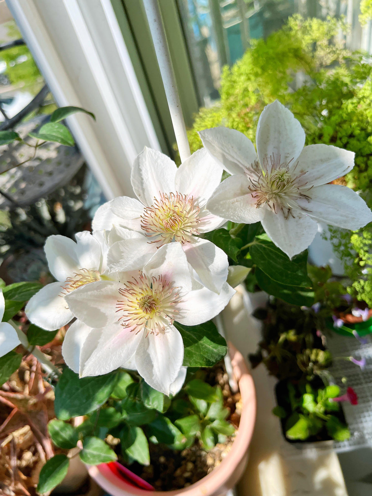 Clematis 'Corinne' 科林