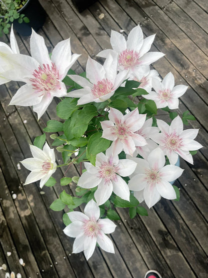 Clematis 'Corinne' 科林