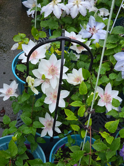 Clematis 'Corinne' 科林