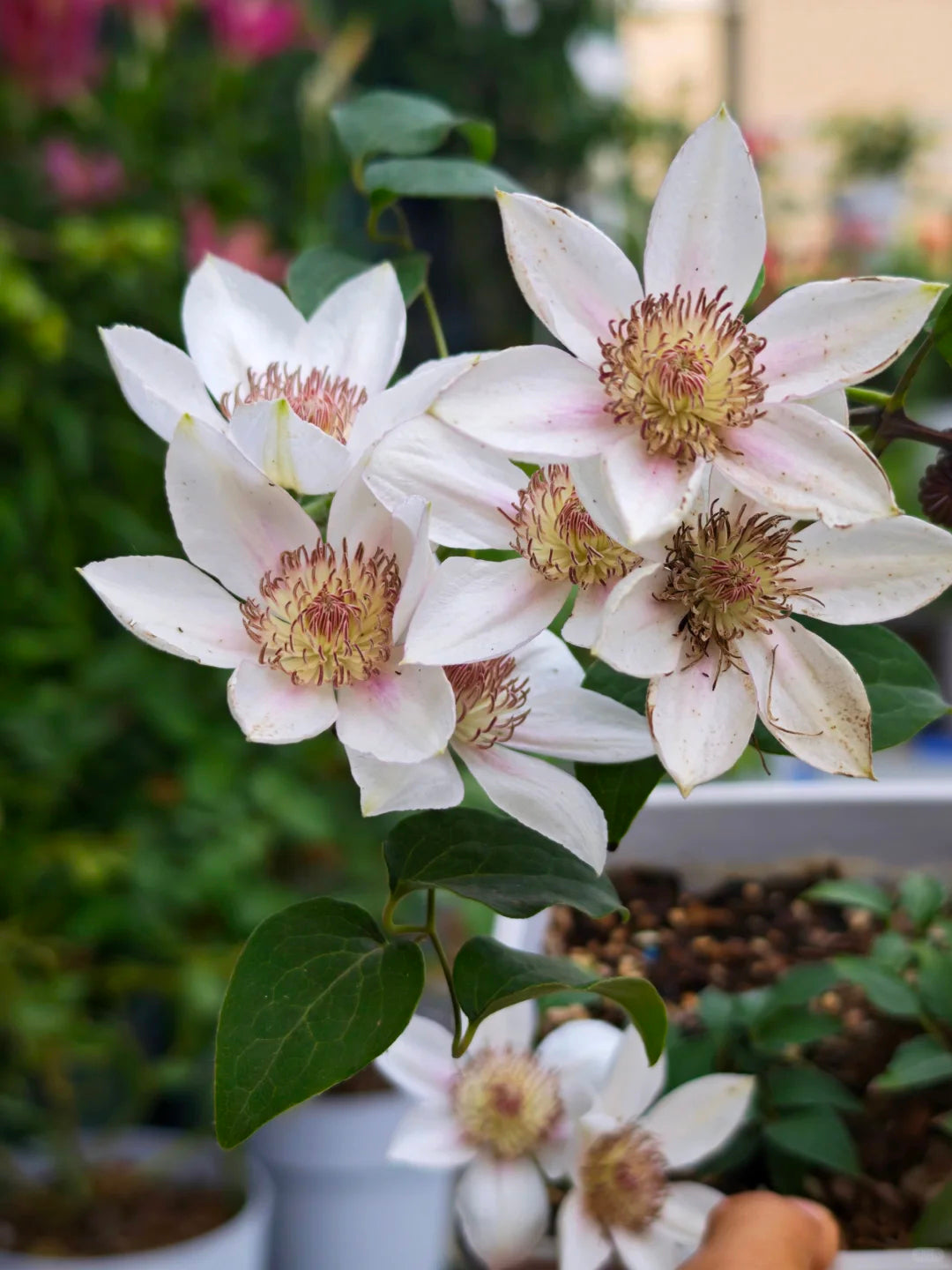 Clematis 'Corinne' 科林