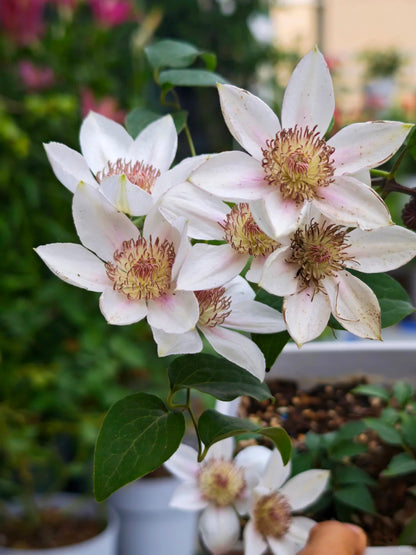 Clematis 'Corinne' 科林