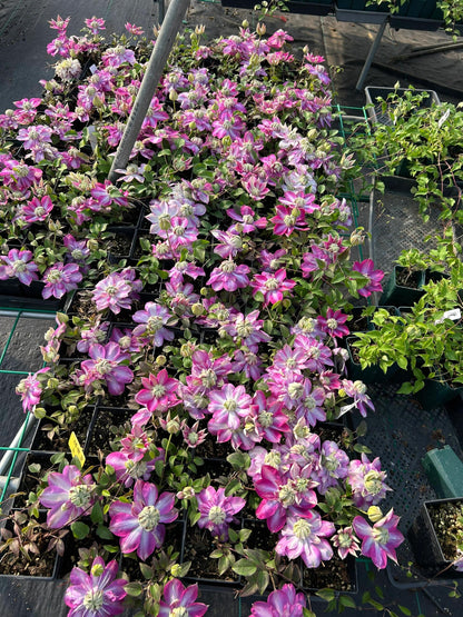 Clematis ' Kaiser ' カイザー / 皇帝  格宽皇