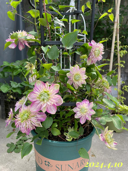 Clematis ' Kaiser ' カイザー / 皇帝  格宽皇