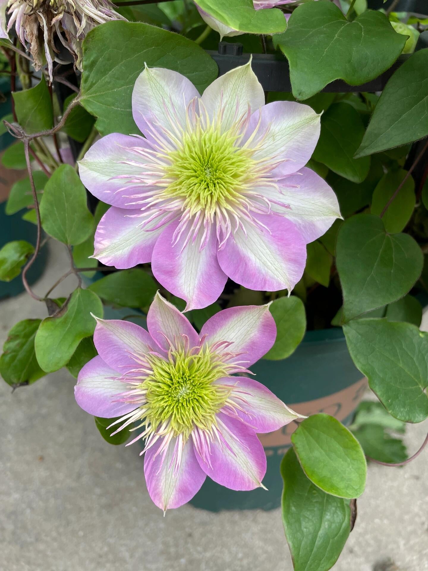 Clematis ' Kaiser ' カイザー / 皇帝  格宽皇