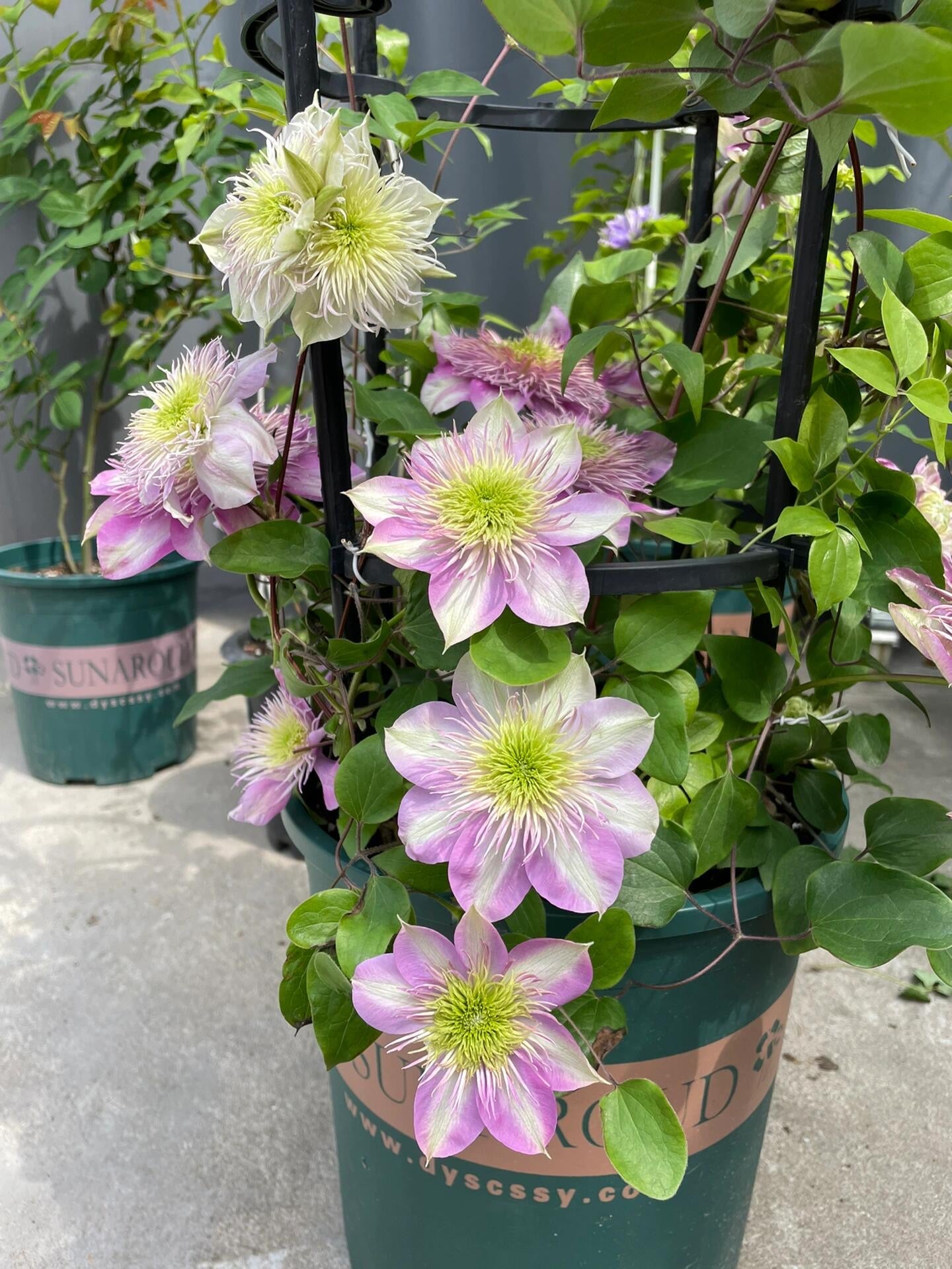 Clematis ' Kaiser ' カイザー / 皇帝  格宽皇