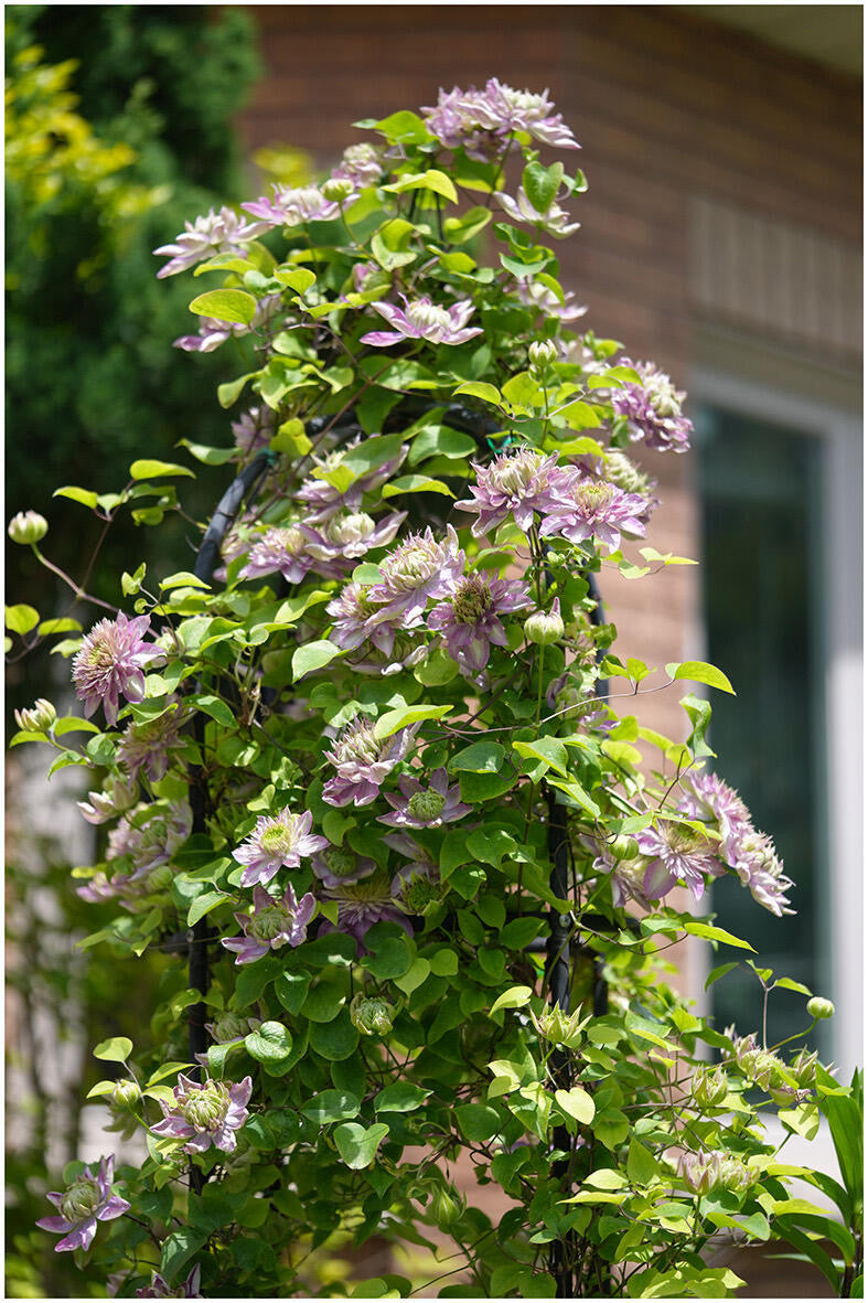 Clematis ' Kaiser ' カイザー / 皇帝  格宽皇