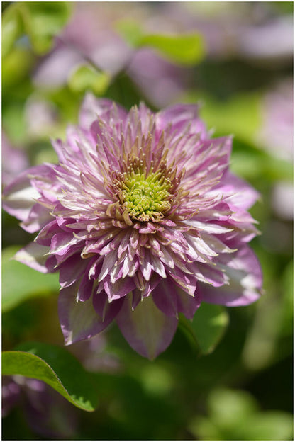Clematis ' Kaiser ' カイザー / 皇帝  格宽皇
