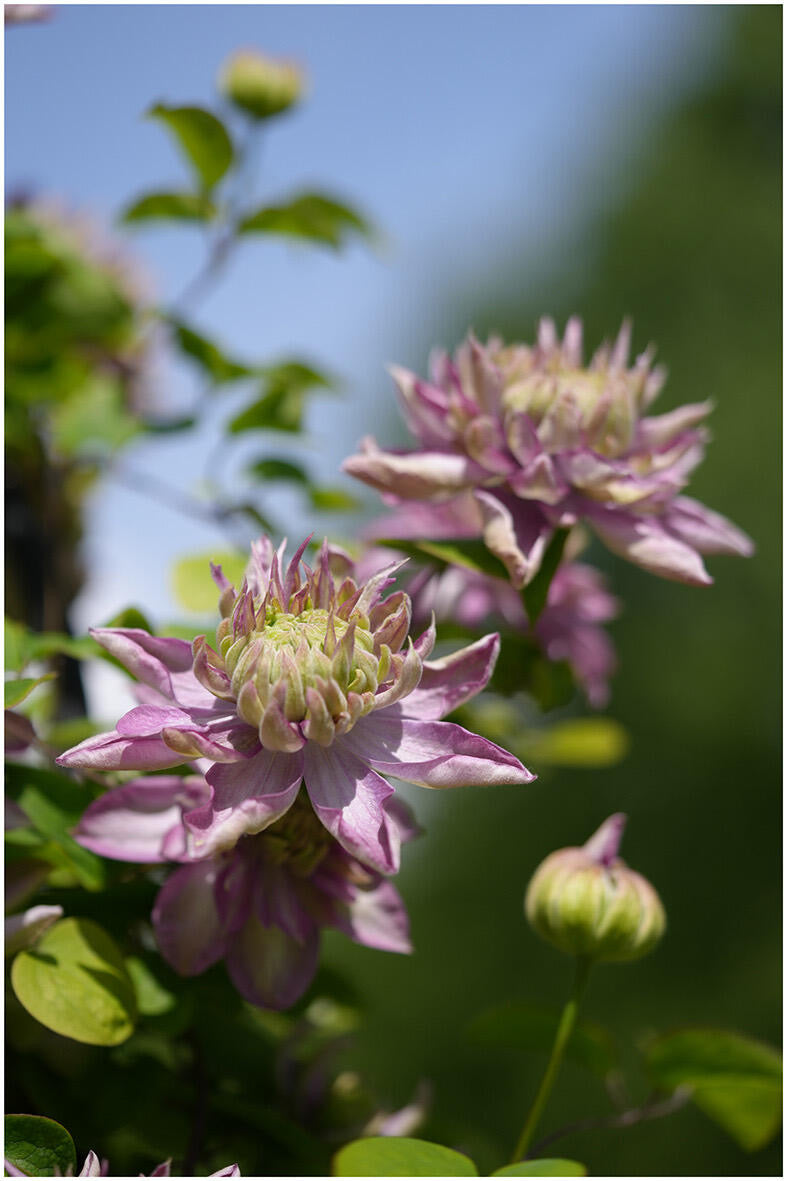 Clematis ' Kaiser ' カイザー / 皇帝  格宽皇