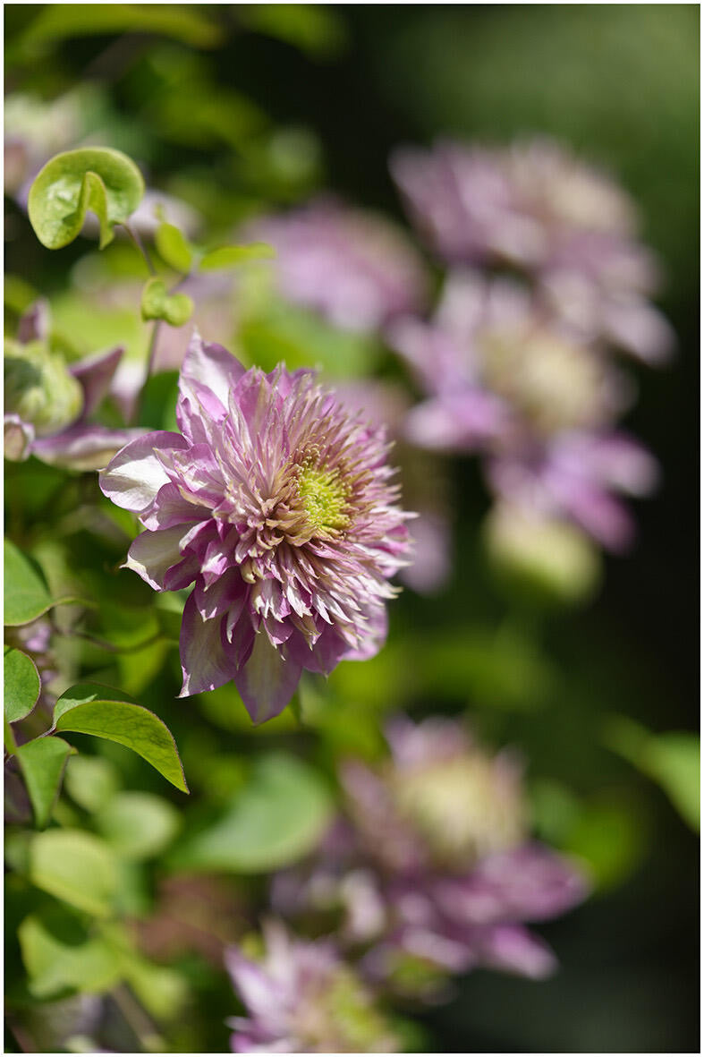 Clematis ' Kaiser ' カイザー / 皇帝  格宽皇