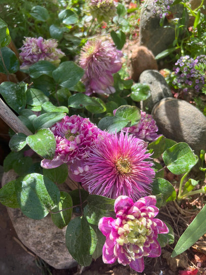 Clematis ' Kaiser ' カイザー / 皇帝  格宽皇