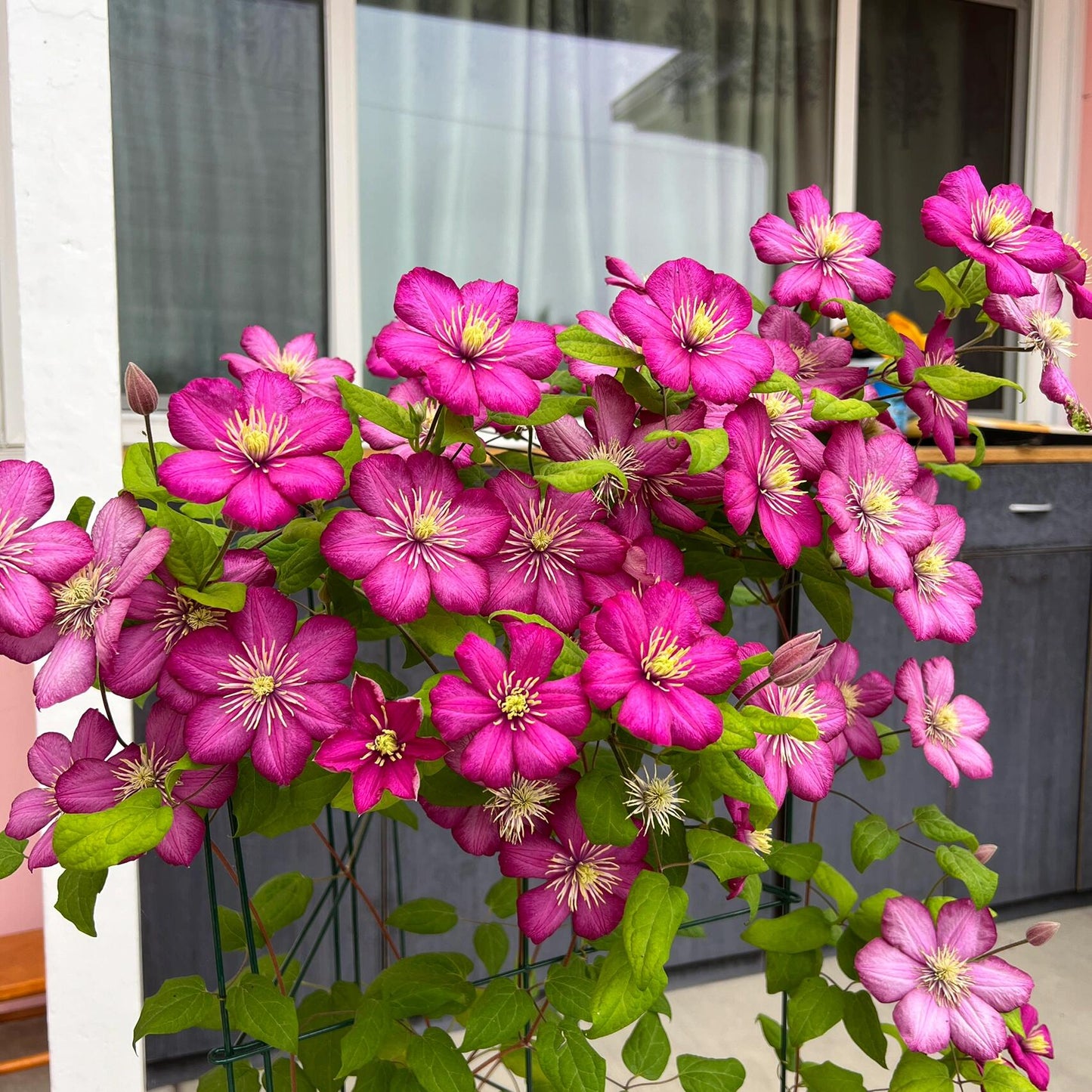Clematis ’ Ville de Lyon ‘ - 里昂村庄