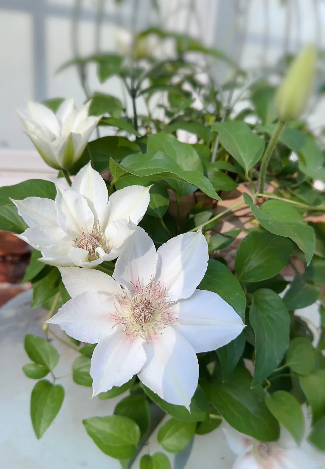 Clematis 'Corinne' 科林