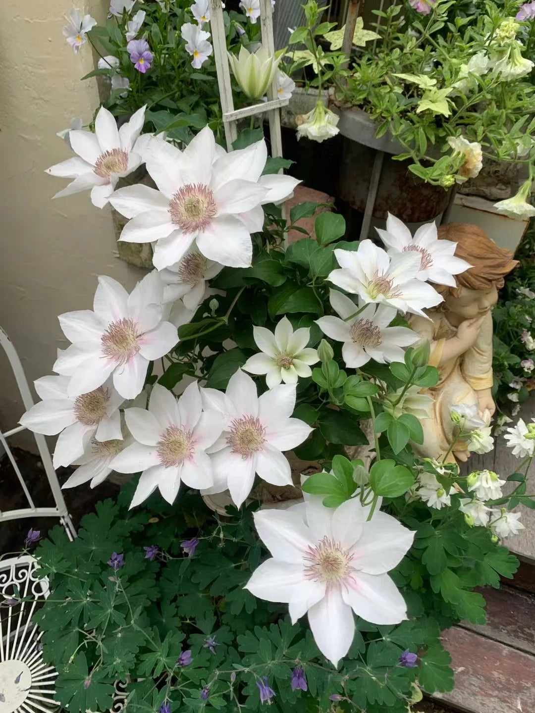 Clematis 'Corinne' 科林