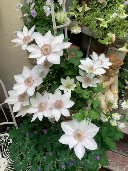 Clematis 'Corinne' 科林