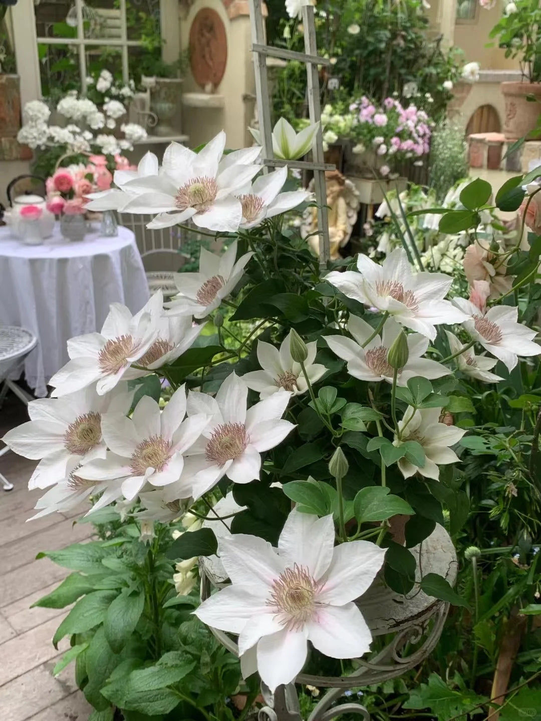 Clematis 'Corinne' 科林