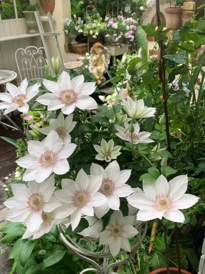Clematis 'Corinne' 科林