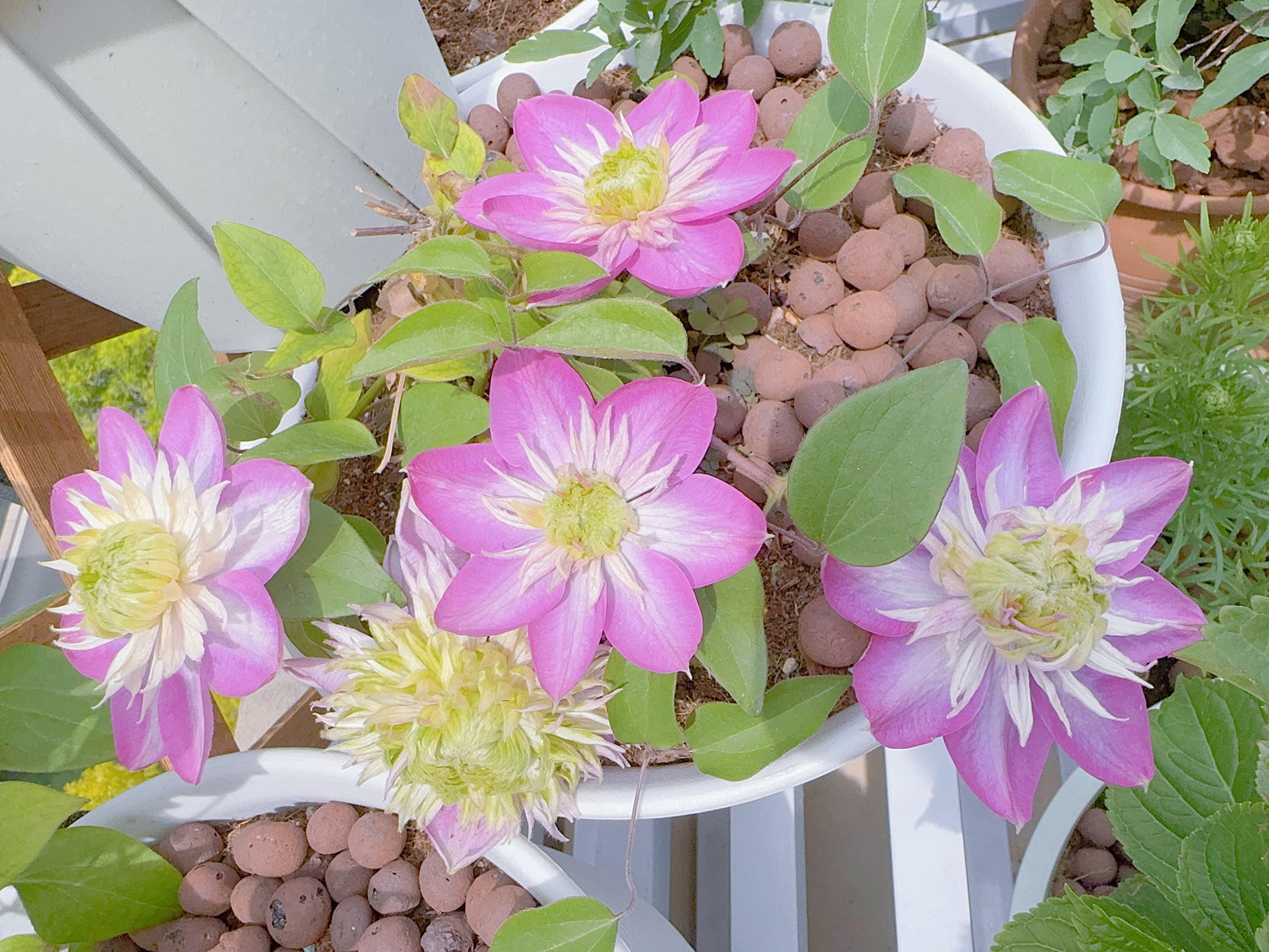 Clematis ' Kaiser ' カイザー / 皇帝  格宽皇
