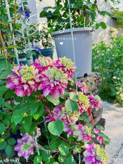 Clematis ' Kaiser ' カイザー / 皇帝  格宽皇