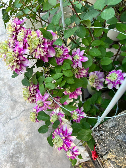 Clematis ' Kaiser ' カイザー / 皇帝  格宽皇