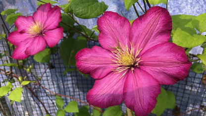 Clematis ’ Ville de Lyon ‘ - 里昂村庄