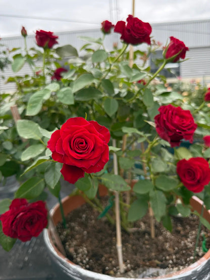Rose ' Hallelujah | 哈利路亚