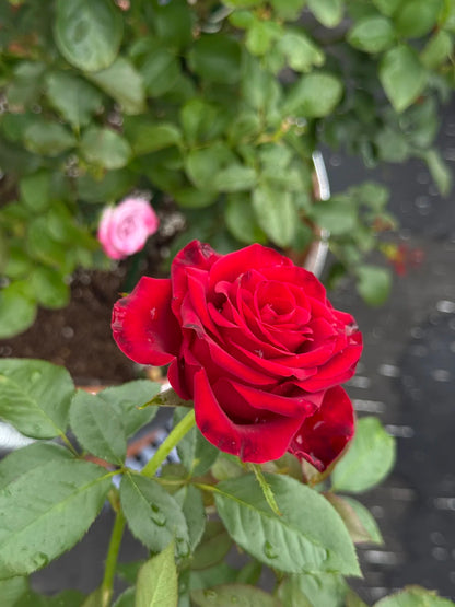 Rose ' Hallelujah | 哈利路亚