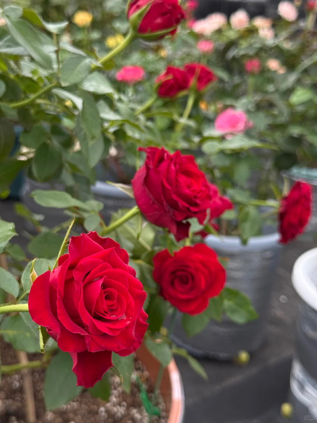 Rose ' Hallelujah | 哈利路亚