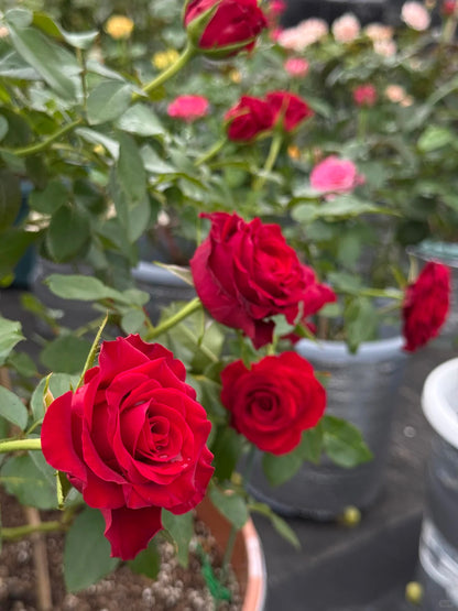 Rose ' Hallelujah | 哈利路亚