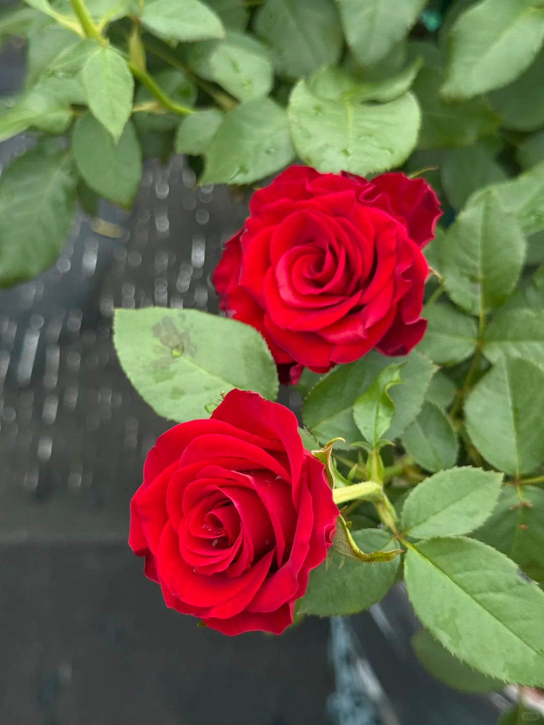 Rose ' Hallelujah | 哈利路亚