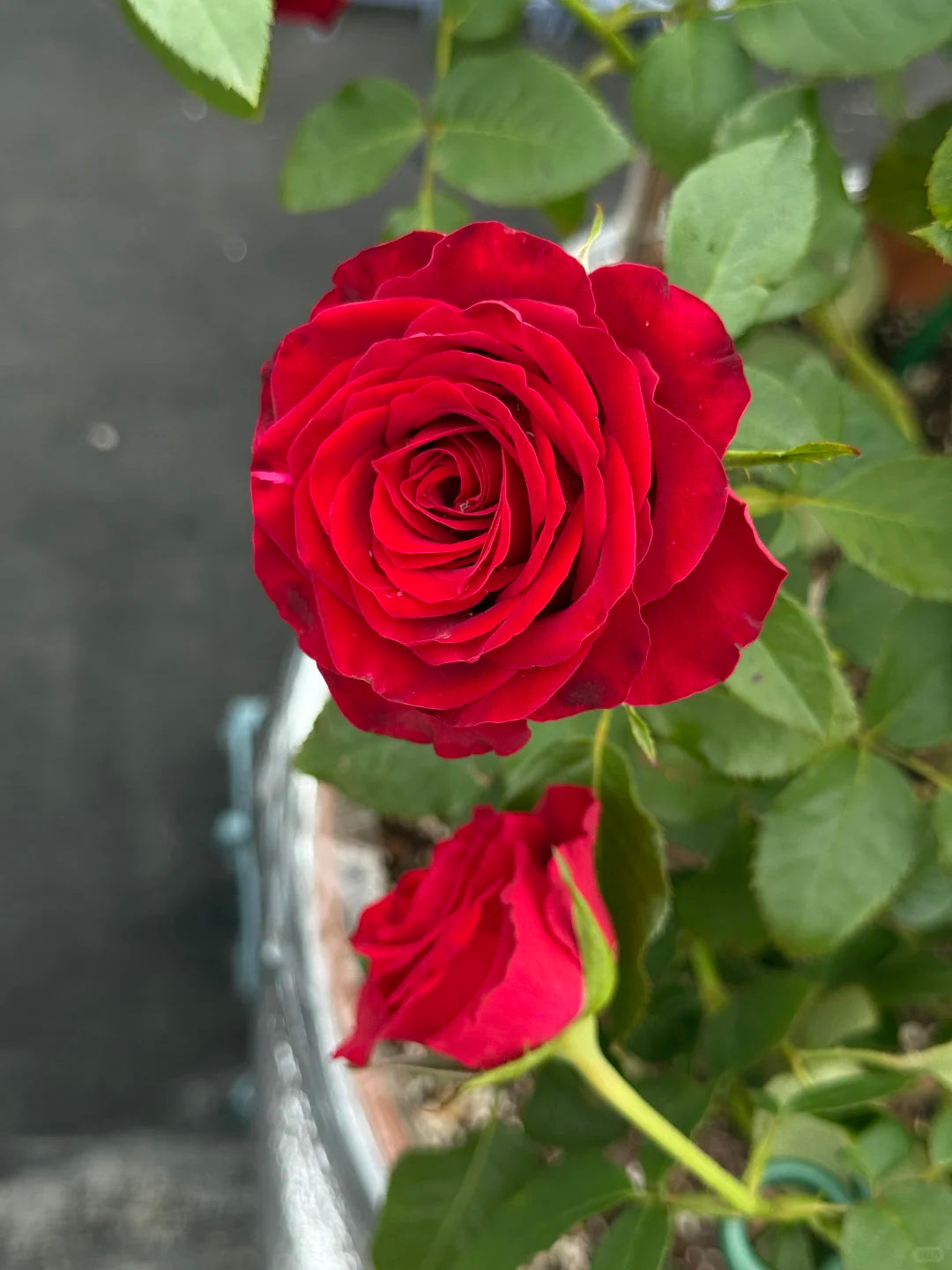 Rose ' Hallelujah | 哈利路亚