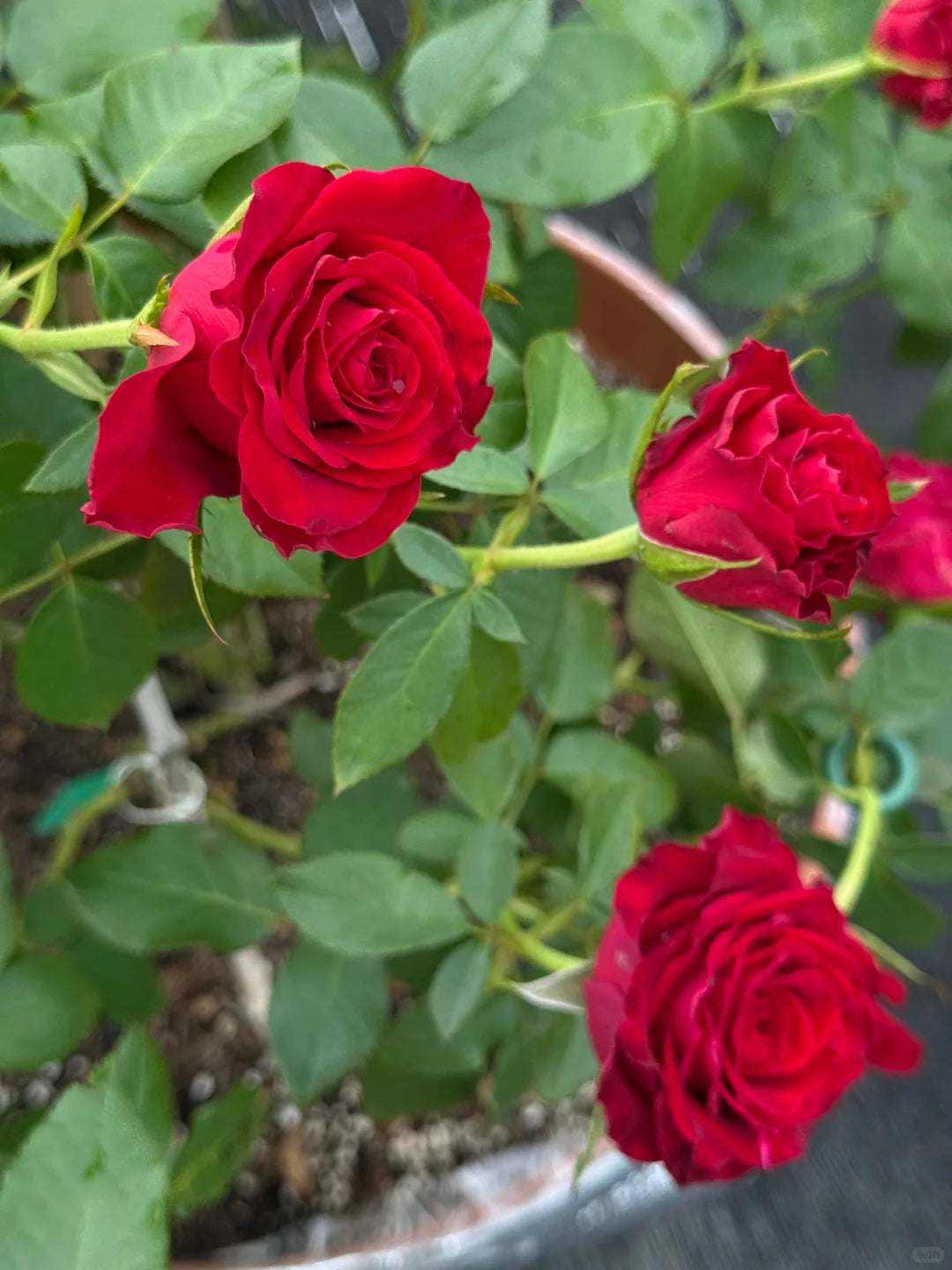 Rose ' Hallelujah | 哈利路亚