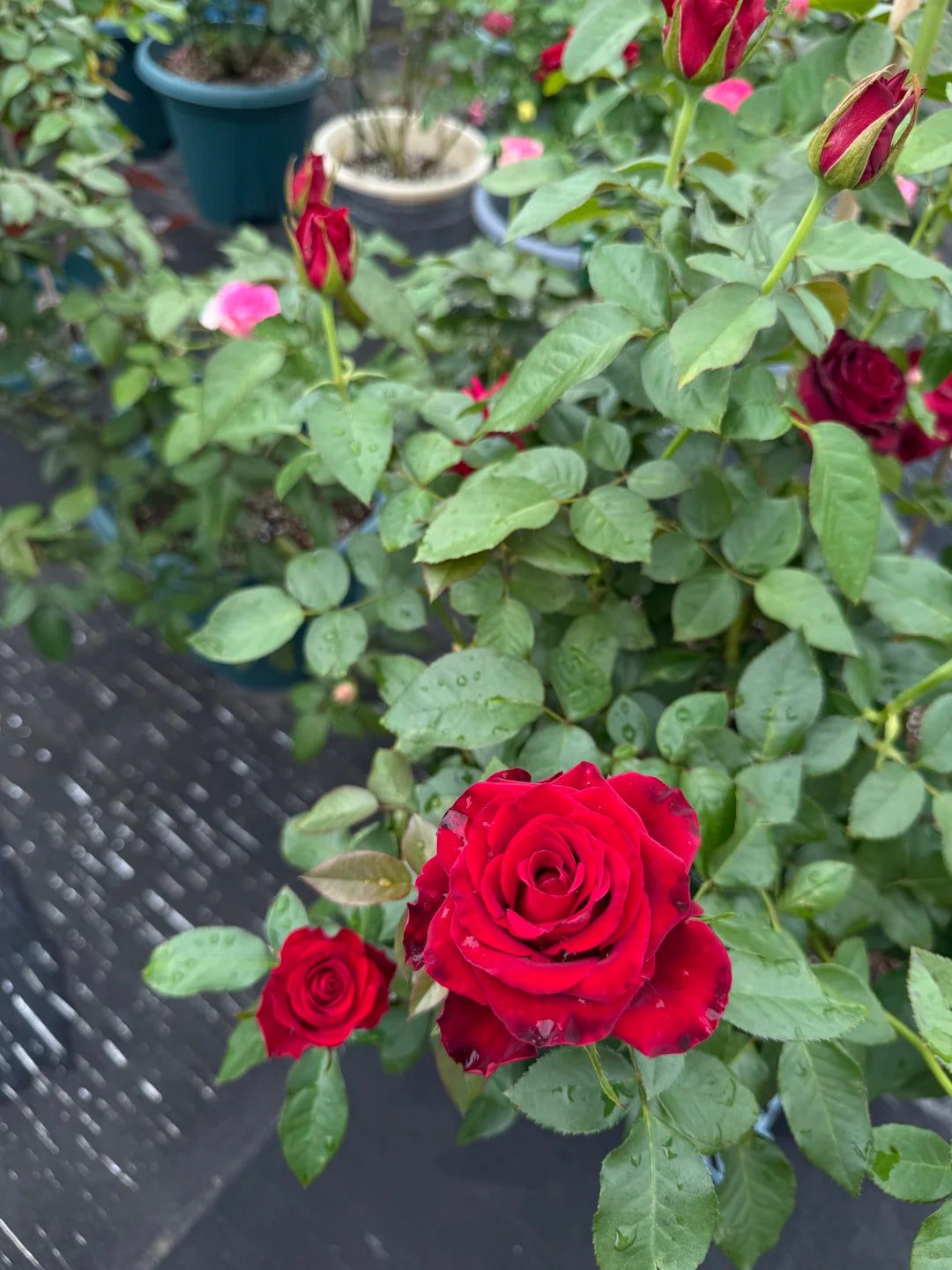 Rose ' Hallelujah | 哈利路亚