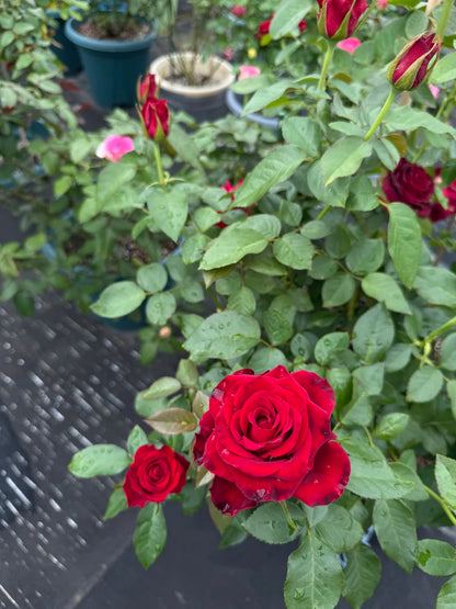 Rose ' Hallelujah | 哈利路亚