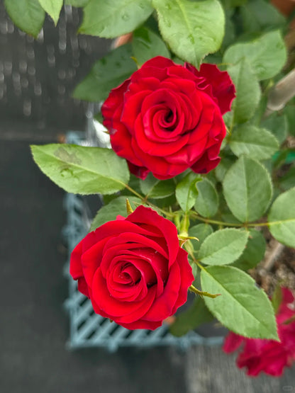 Rose ' Hallelujah | 哈利路亚