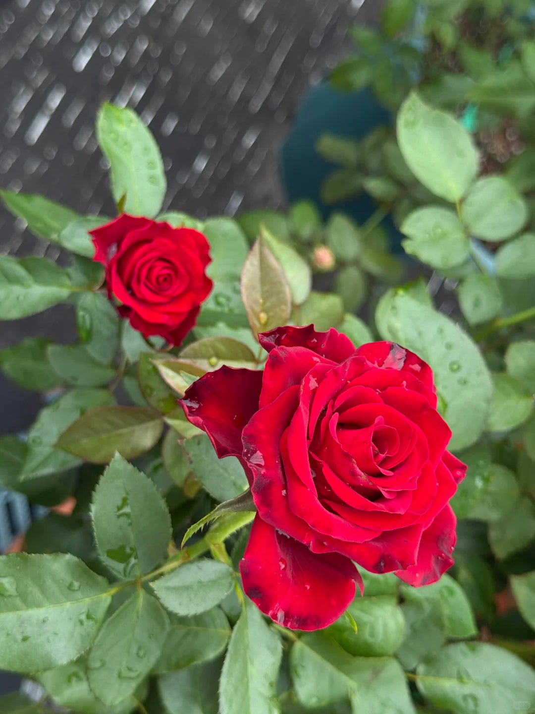 Rose ' Hallelujah | 哈利路亚