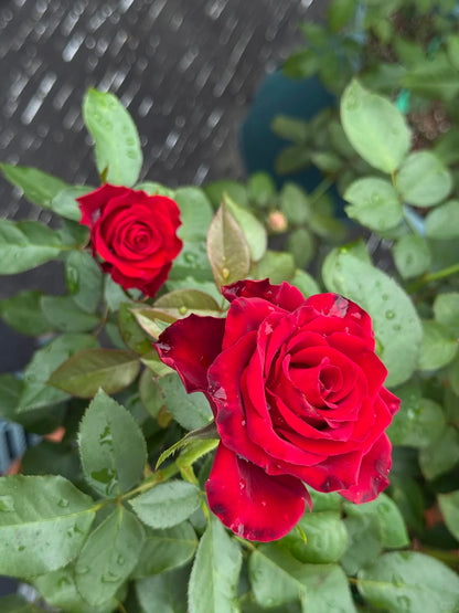 Rose ' Hallelujah | 哈利路亚