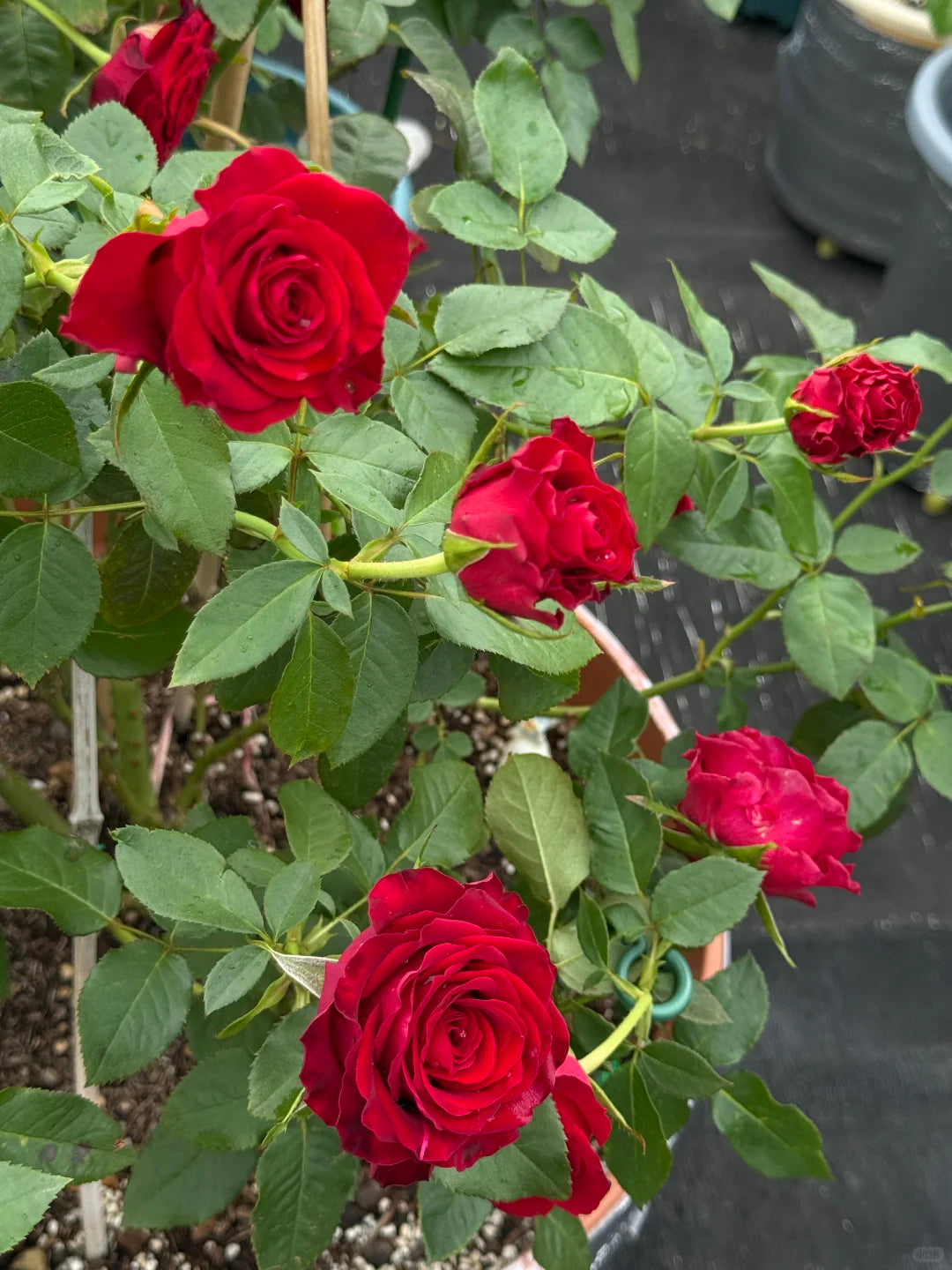 Rose ' Hallelujah | 哈利路亚