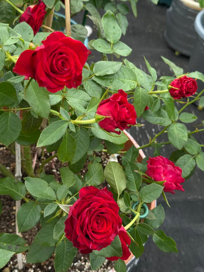 Rose ' Hallelujah | 哈利路亚