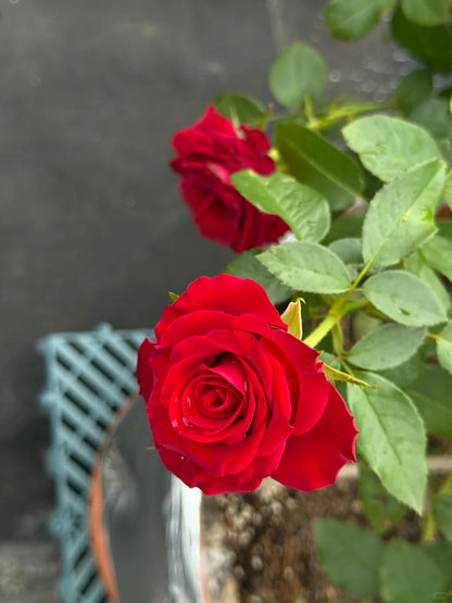 Rose ' Hallelujah | 哈利路亚