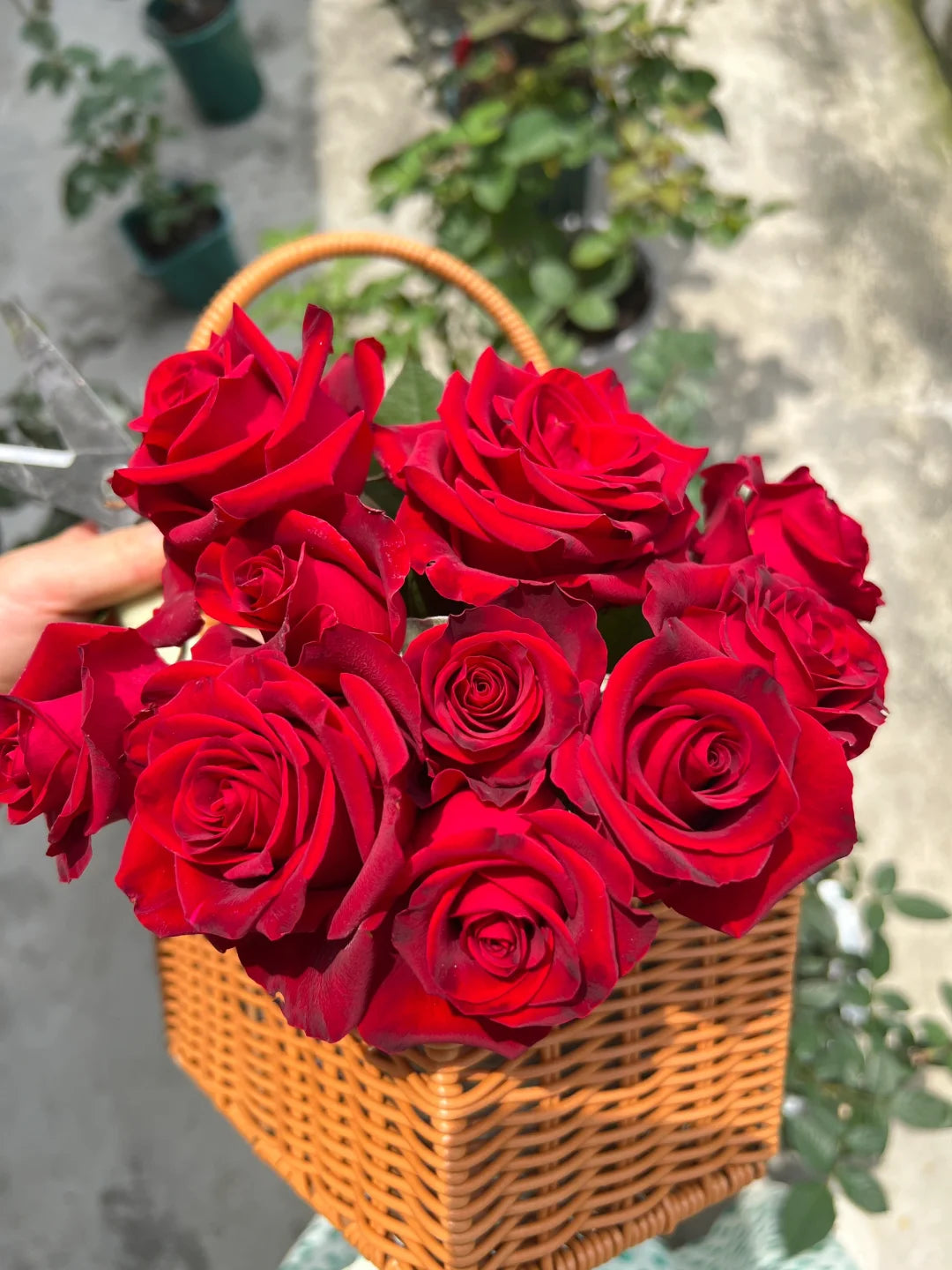 Rose ' Hallelujah | 哈利路亚