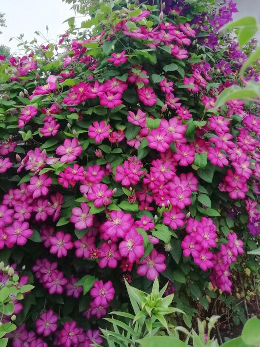 Clematis ’ Ville de Lyon ‘ - 里昂村庄