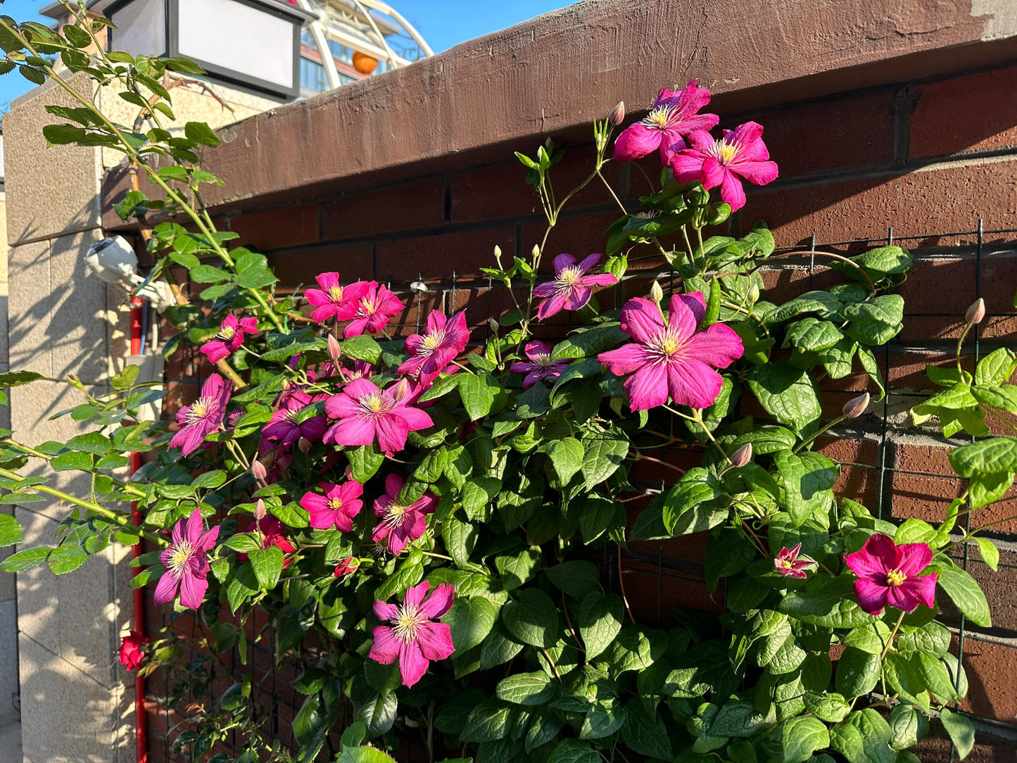 Clematis ’ Ville de Lyon ‘ - 里昂村庄