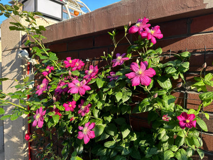 Clematis ’ Ville de Lyon ‘ - 里昂村庄