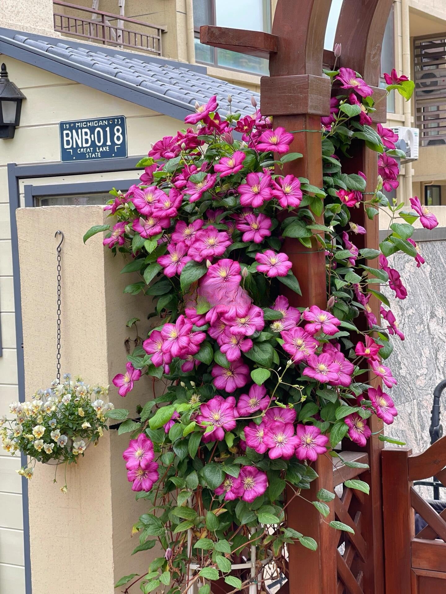 Clematis ’ Ville de Lyon ‘ - 里昂村庄