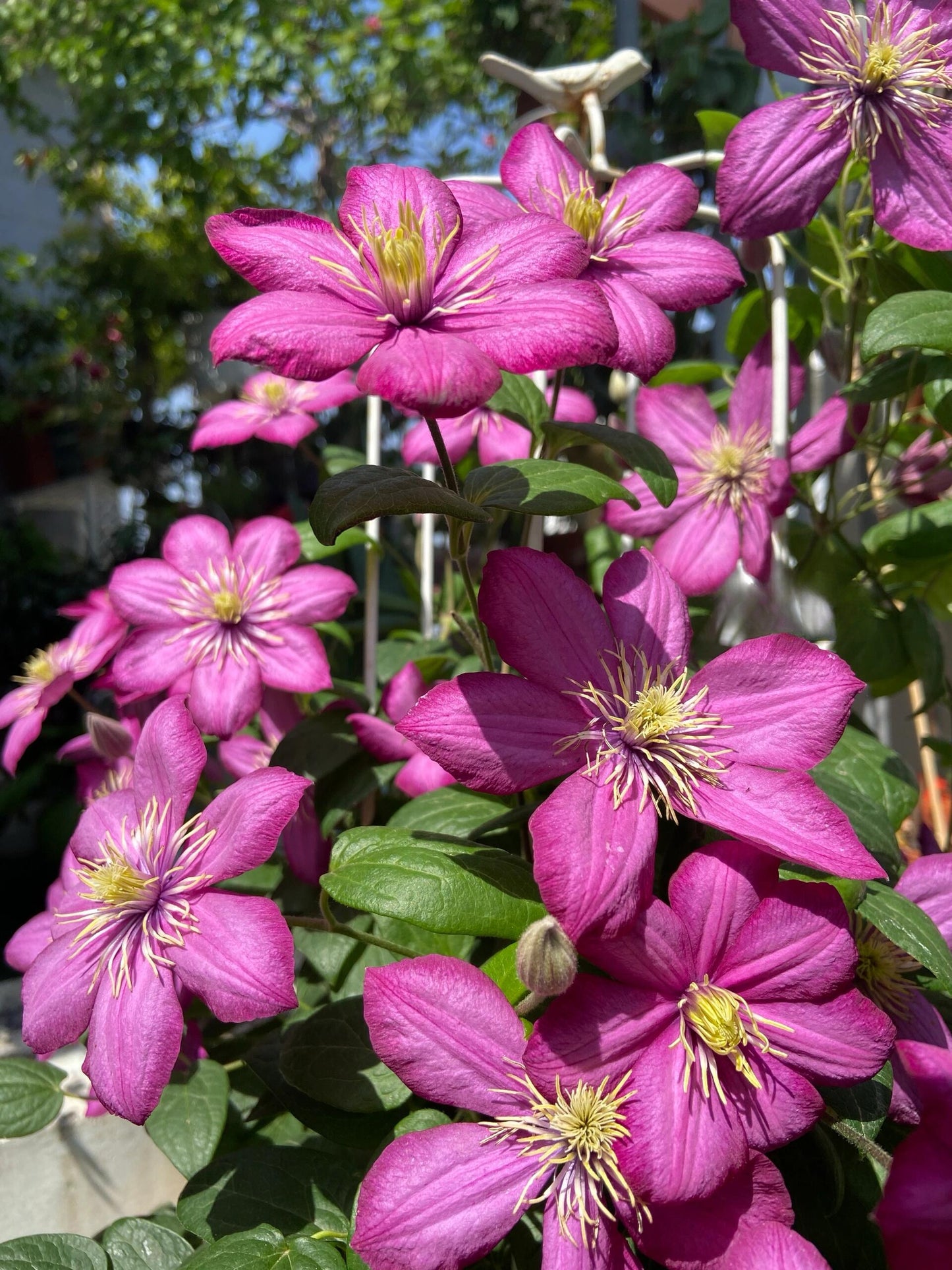 Clematis ’ Ville de Lyon ‘ - 里昂村庄