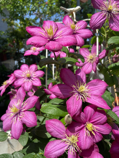 Clematis ’ Ville de Lyon ‘ - 里昂村庄