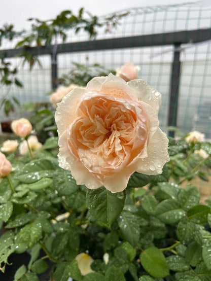 Rose ' Totoro  ' |卜卜口   | 龙猫