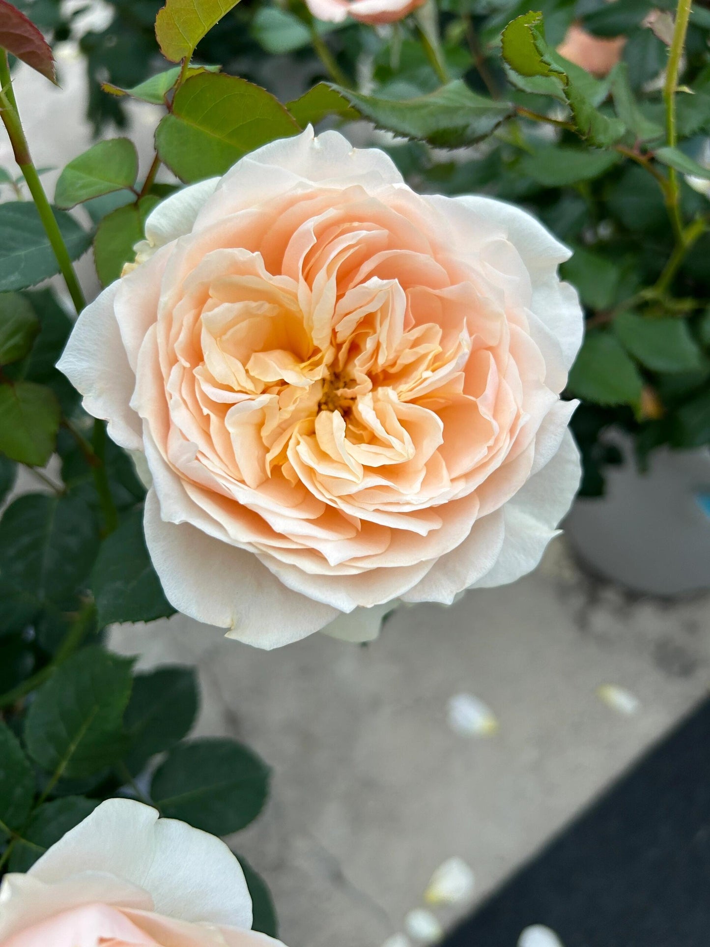 Rose ' Totoro  ' |卜卜口   | 龙猫