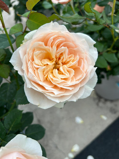 Rose ' Totoro  ' |卜卜口   | 龙猫