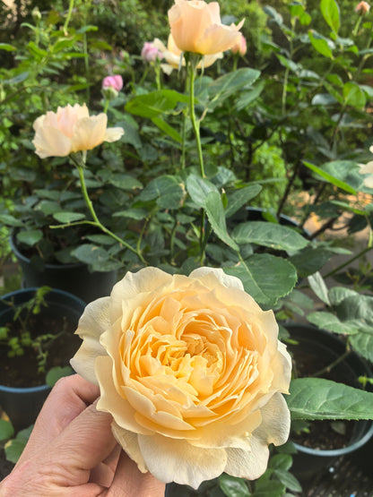 Rose ' Totoro  ' |卜卜口   | 龙猫